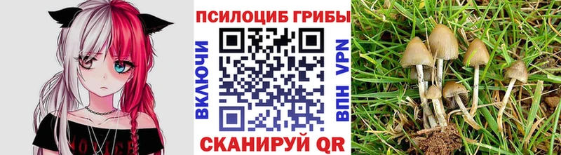 Купить  Арамиль  Псилоцибиновые грибы GOLDEN TEACHER 
